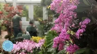 Martha and the New York Botanical Garden's Orchid Show  - Martha Stewart