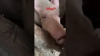 250kgもある豚は初めて見た..chancho que pesa 250kg