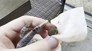 How to Remove Chicken 'Mud Balls' Or Debris Stuck on Nails