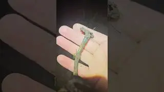 Am găsit o fibulă romană poletită cu AUR &icirc;n mijlocul nopții! O descoperire istorică incredibilă!
