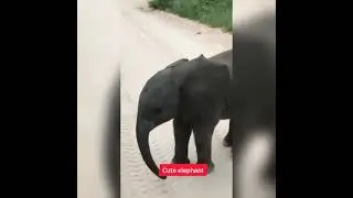 baby elephant is so cute to see ❤️😍 #shorts #wildanimalshorts