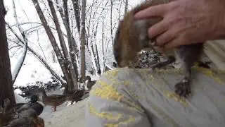How to pick up a wild muskrat