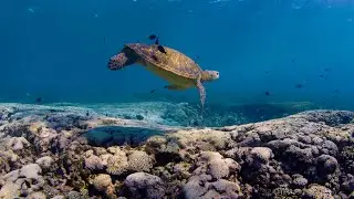 Flinders Reef 2021