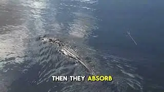 Alligator Myths Busted  What&rsquo;s Fact and What&rsquo;s Fiction