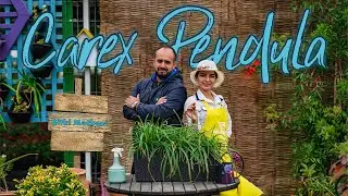 Carex Pendula  - Bitki Mətbəxi