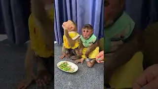 Monkey Can&rsquo;t Wait!