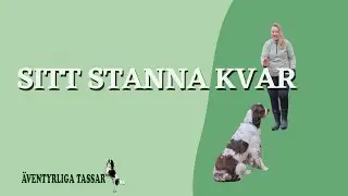 Lär hunden sitt stanna kvar
