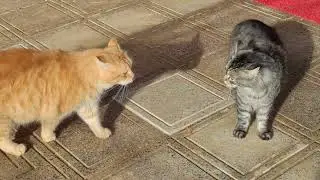 Crazy Cat Fight 😾 When Cats Lose Their Cool !!