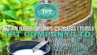 TPT Company Ltd. - Natural Rubber Cup Lumps, STR 20 & RSS 1 to RSS 5