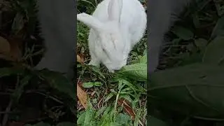 Mulberry leaves also good for rabbit nutrition #rabbit #animals #pets  #nature