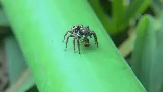 Tiny Jumping Spider Caught An Ant Macro Footage #spider #nature 