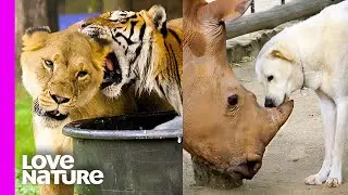 The World&rsquo;s Most Unexpected Animal Friendships! | Love Nature