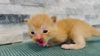 Tiny Kitten Jonquille Is Getting Stronger Every Day!💪🌼#kitten #cute #catlover #cutecat