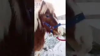 этот звук = характер Луни 😂 тг Катерина Катюшкина #horse #horses #funny #crazyhorse #рекомендации