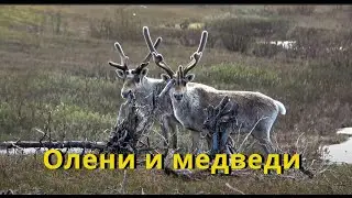 Олени и медведи Deer and bears (Rangifer tarandus, Ursus arctos) #wildlife