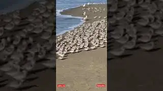 Lovely Birds || The Beauty Of Nature|| Attractive Scene|| Nature Lover