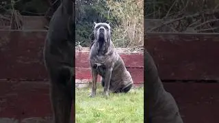 Кане Корсо Альфа Собака Требует Уважения 💯🔥 #canecorso #dog #corso #dogsofyoutube #shortvideo