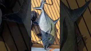 בלאק טרבלי גדול בג'יג - סיישל 2025 🐟Big black trevally on jig Seychelles