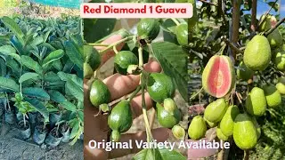 Red Diamond 1 Guava Plant Available. Original Variety Delivery…लाल डायमंड 1 अमरूद