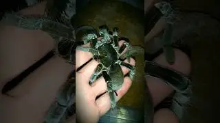 Hysterocrates gigas Adult female ☠️😔 #tarantulas #spider #hysterocrates