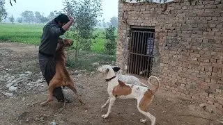 Lado Bully Dog opreation . Cancer Remove by Doctore. Pet Bully Dog Pakistan @pkdogs1122 