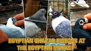 جوله قويه جداً بسوق امبابه يوم الثلاثاء 🕊️ الموافق٢٧/١/٢٠٢٦
