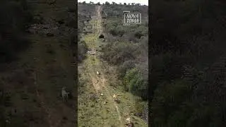 Dos jabal&iacute;es cruzando al cortadero tras despistar a los perros