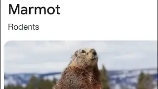 Marmot aka Whistler and baby deer keeping us company while lunching at Christine&rsquo;s