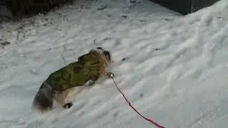 Sheltie puppy tries to walk with snow shoes | FUNNY DOG WALK