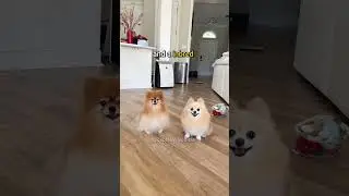 Purebred Pomeranian vs Inbred Pomeranian