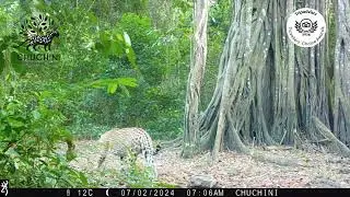 Wild Jaguar and wild Puma in the Amazon Rainforest Bolivia - Jungle Tour