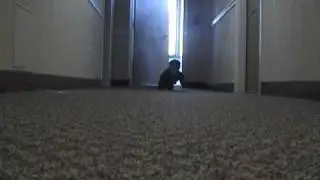 Logan Detective