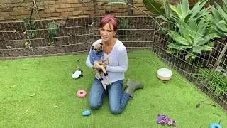 MoonPaw Charity Partner - Pug Rescue Victoria