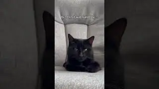 Я не могу быть единственным? 😹😅 #кот #милыйкот #любителикошек #любителипитомцев #смешнойкот
