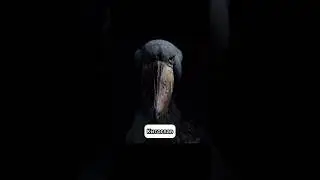 😳Самые жуткие звуки, издаваемые животными&hellip; #youtubeshorts #животные #рек