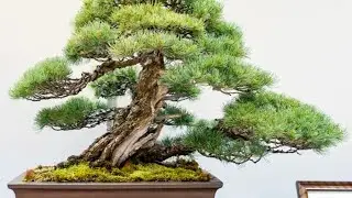 Bonsai beautiful japan part 1