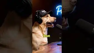 Funny Dog Podcast | French Bulldog vs Litter Box | Paws On Air #dogpodcast #labrador #frenchbulldog