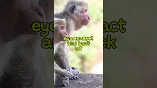 How to survive a monkey attack? #shorts #monkeys