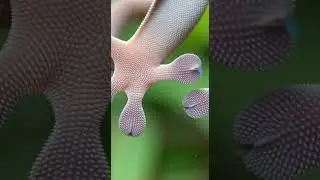Why geckos stick to glass 🦎🦶