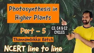 Photosynthesis in Higher plants | One shot | Part 3 | Calvin cycle | C4 pathway | C2 cycle