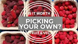 Are Pick Your Own farms worth it? Frugal Food Ideas