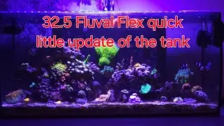 32.5 Fluval Flex Quick little Update