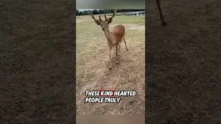 This orphaned baby deer was rescued by kind people and they raised it with care #rescue #deer