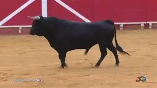 Lodosa, Toro con Soga 2019, Tarde del Sábado 14/09/19