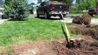 How to remove an arborvitae tree stump the easy way.