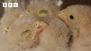 🔴 LIVE wildlife cameras 🐣 28 May 🌺 BBC Springwatch 2024
