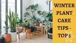 Winter Plant Care - Top 5 Tips