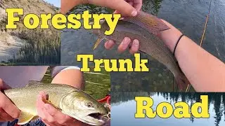 Multi-Species Angling on the Forestry Trunk Road!