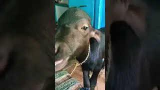 #buffalo_calf #calf #animals #4knaturewalk #4k #4kstatus #natural #nature #viralvideo #shorts