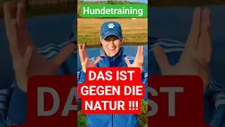 Mach doch nicht so einen Quatsch ‼️ #hundetraining #hund